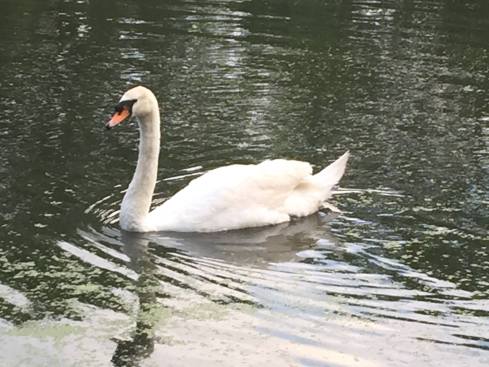 Swan1